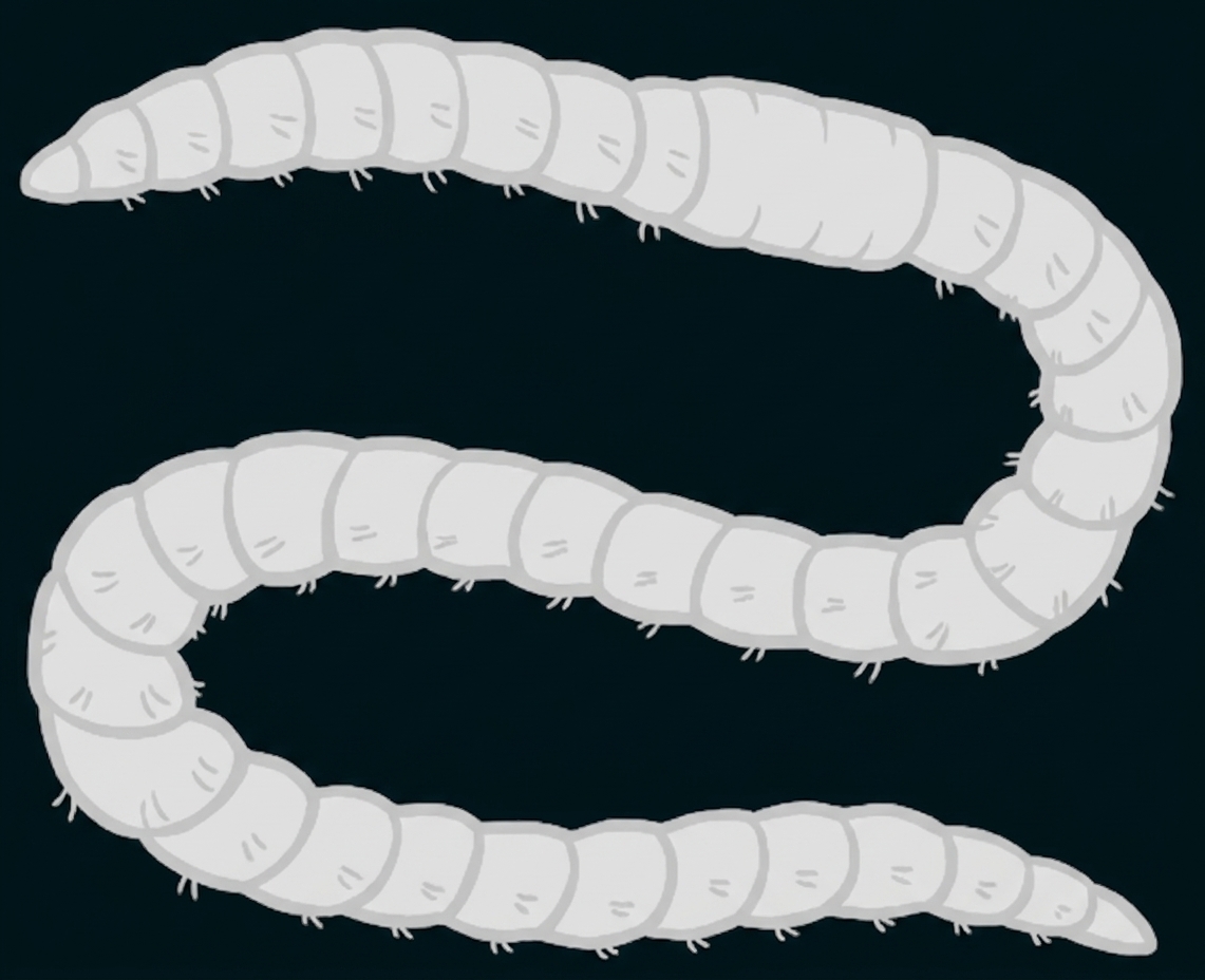 Wurmähnliches, segmentiertes Tier in gebogener Form